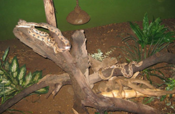 Katraj Snake Park